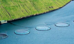 Den Fischen droht der Hühnerstall